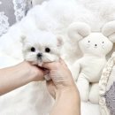 디바인퍼피 이미지