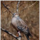 비둘기한국@ 이미지