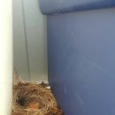 다섯마리 하우스 이미지