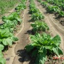 일석농장 이미지