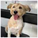 웨그(Wag) | 고양애견미용 반려견 스트레스 Zero 고양 웨그 출장 미용 후기