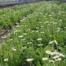 삼미농원 이미지