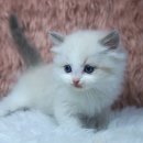 catsholic cattery 네이버블로그
