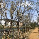 양지천 마평동 이미지