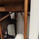 버만캣패밀리 이미지