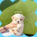 앤애견샵 | 수원애견샵 리얼 후기 공유
