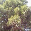 ◎9조-삼나무-Cryptomeria japonica (L.f.) D.Don 이미지