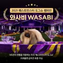 하나켄넬 파이낸셜뉴스