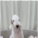 퍼피 앤 이미지