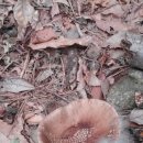 적갈색 애주름버섯 이미지