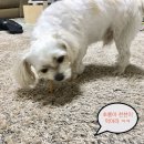 멍냥이수라간 이미지