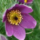 강구막회 | 부천횟집 강구막회중동점 코스회요리