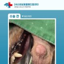 둔산동물병원 이미지