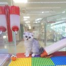 블루독 애견샵 이미지