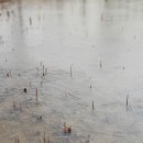 갈대습지공원 이미지