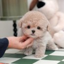 울산 강아지분양 미유펫 네이버블로그