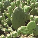 천년초마을영농조합법인 이미지