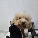 메디 펜션 | 강아지상처연고 키토펫S 사용기 강아지아토피로 예민해진 피부 관리법