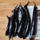 뽑기농장 | 서울 친환경 농장] 송촌리 농장 후기 및 작물 키우기 / 서울시 주말 농장 추천 / 위치 등