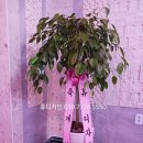 가요노래빠 네이버블로그