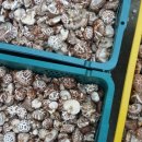 산안개 농장 이미지