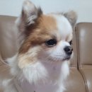 유달리 동복 네이버블로그