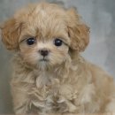 송현동 강아지 이미지