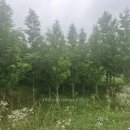 청단풍