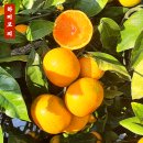 재수농장 | 지금이 제철 극조생 감귤! 제주 감귤 택배 후기