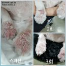 럭셔리하개 이미지