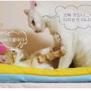 테야
