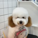 대구 반려견 미용실 "아로몽"