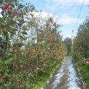 청송농장 이미지