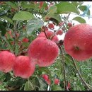 쌍둥이네농장 이미지