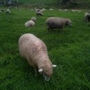 봉평농장 이미지