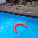 라구나 펜션 | 연천여행 라구나캠프 1박2일 개별수영장 럭셔리카라반 숙박 후기