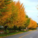 가을의 은행나무(충북 청원군 낭성면 소재) 이미지