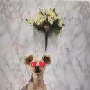 닥터표 동물병원 이미지