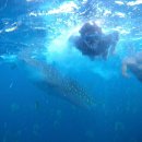 대양을 향해서 이미지