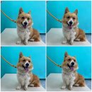 은광주유소 이미지