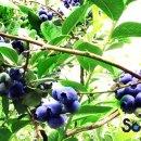 수우농장 이미지