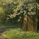 십리벚꽃길 이미지