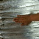 제주은갈치 이미지