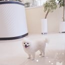 댕댕이쁘띠샵 이미지