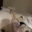 미즈맘 의원 | 당진 미즈맘 출산 후기 39주 당일 정기검진 후 이슬 비추고 진통 시작