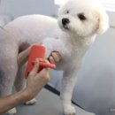 원 반려동물 미용실 이미지