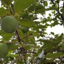 해방농장 이미지