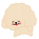 착한애견분양강아지 수원광교본점 이미지