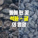 석화 이미지