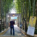 순천-58호 | 담양 여행 필수코스 죽녹원 글쎄?